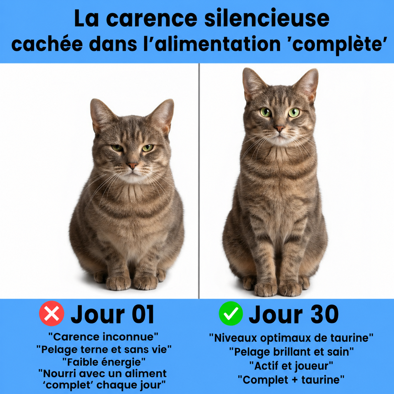 Taurine pour chats KittySupps